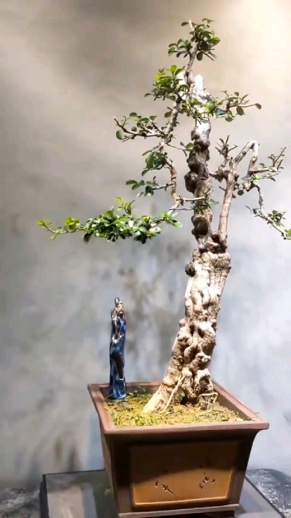 经典岭南博兰盆景,尽显意境