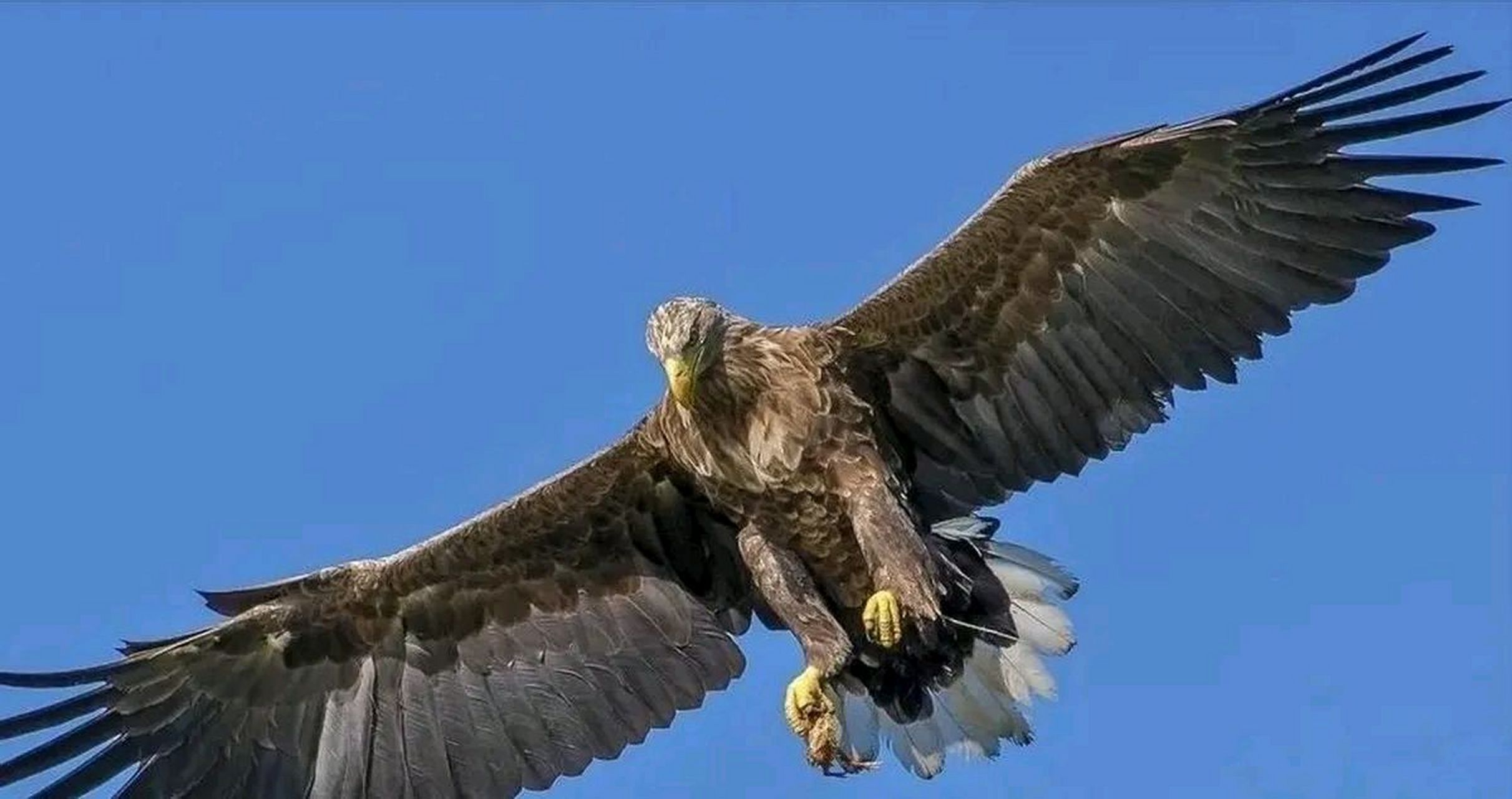 在内蒙古,一大爷外出狩猎时,救了一头受伤的老鹰,没想到一年之后,老鹰