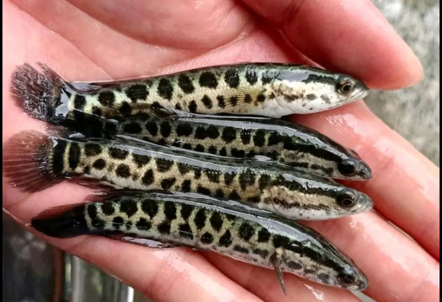 黑鱼又叫雷鱼,乌鱼,蛇鱼等等,是一种常见的淡水经济鱼类,因其味道鲜美