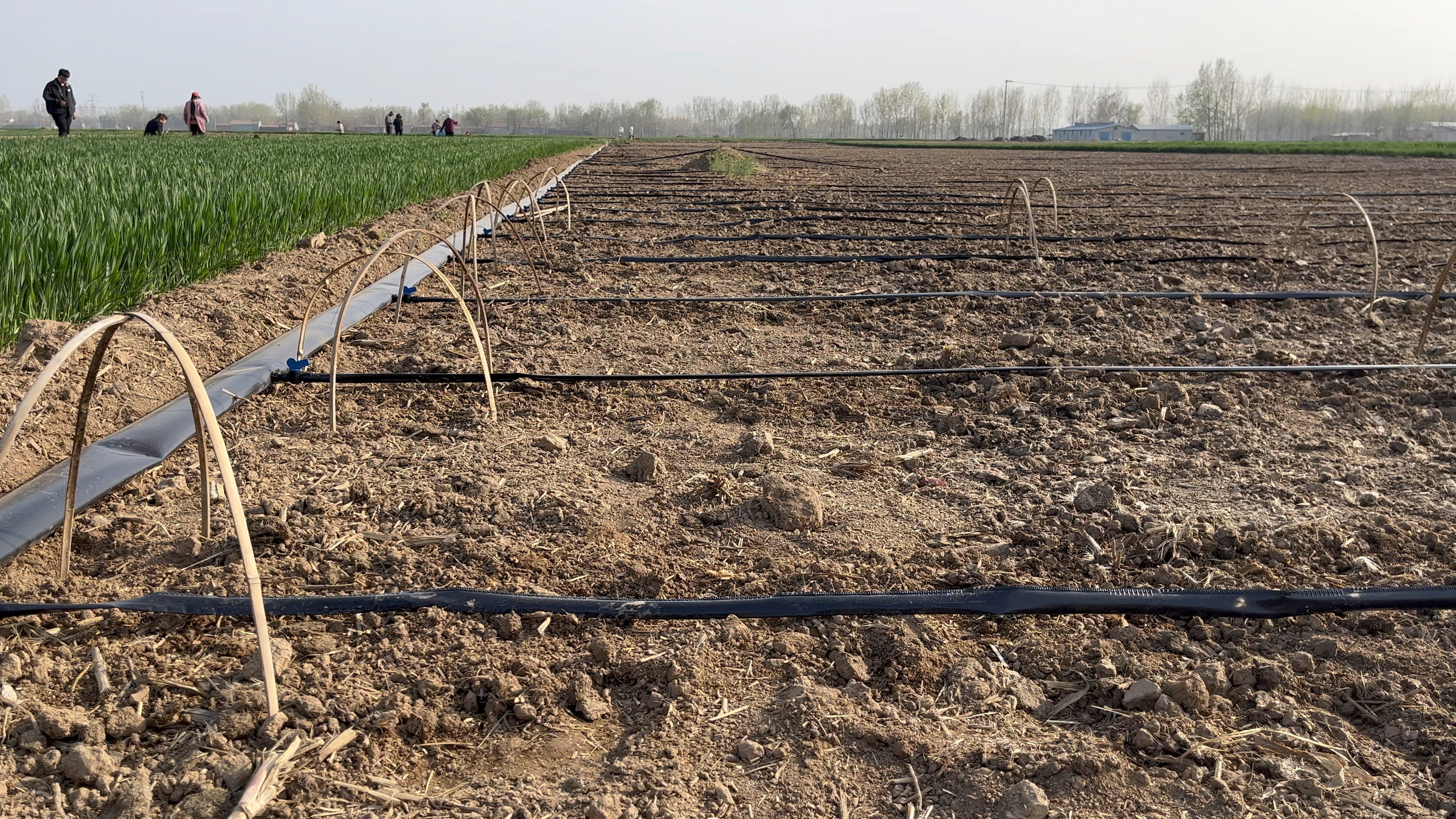 蔬菜滴灌带,大棚滴灌,蔬菜滴灌安装方法视频