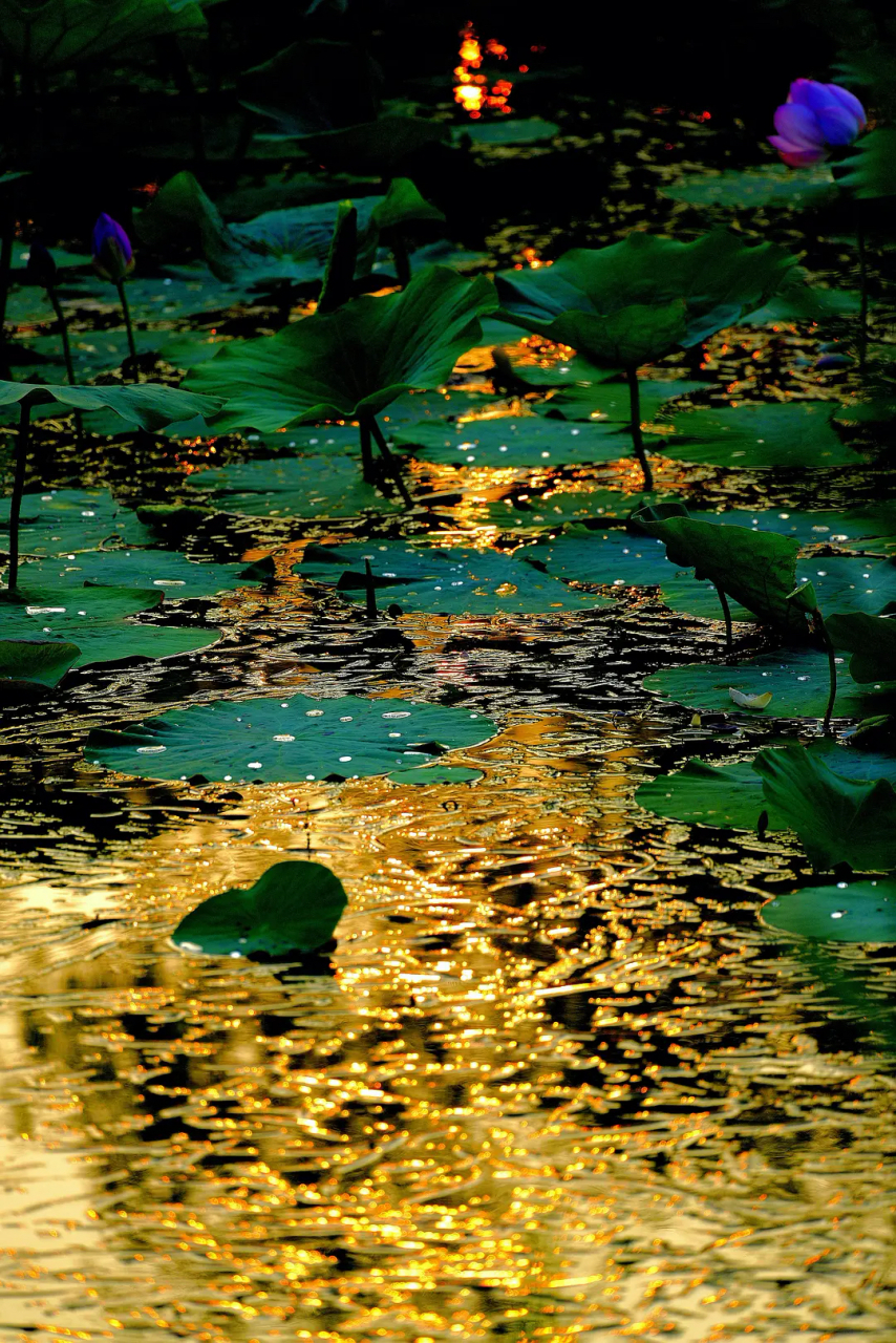 金色池塘豆瓣图片