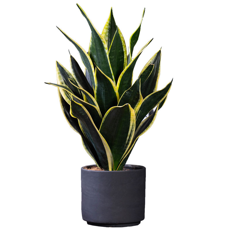 早春养虎皮兰,做好4个"小动作",开出漂亮"富贵花"