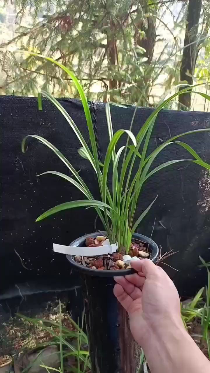 春剑红花新津胭脂四苗一芽带花,叶面清秀干净,苗情好!