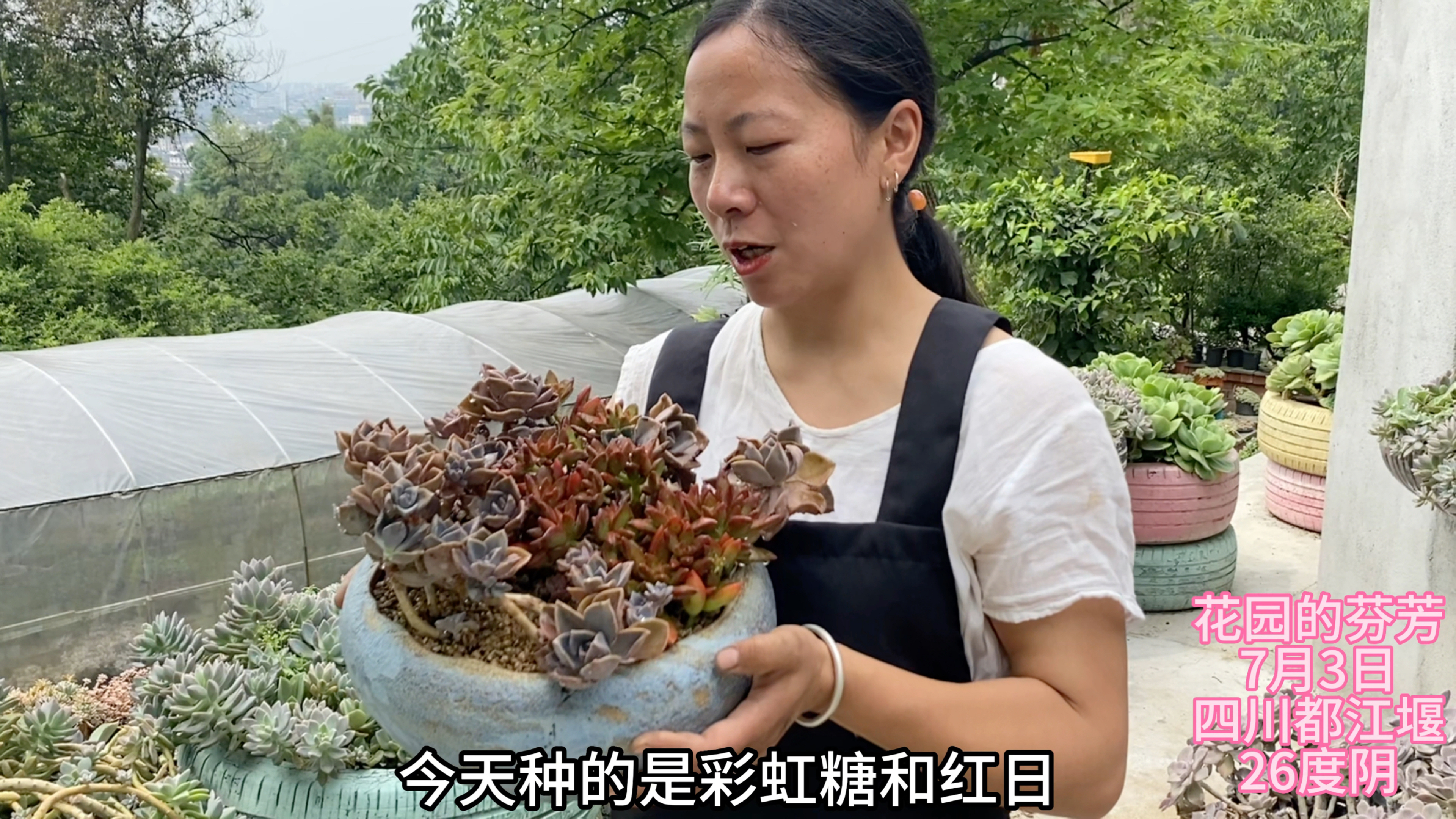 生日快乐:种一盆红日彩虹糖混拼,新买的盆子希望姐姐喜欢