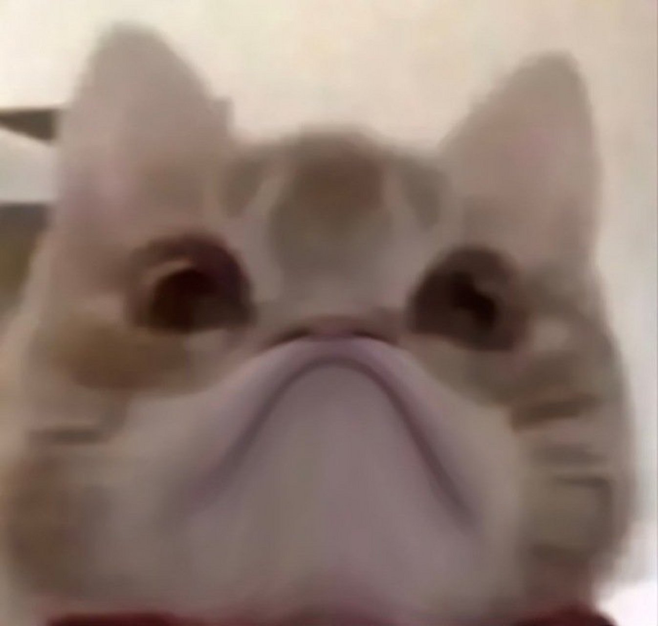 歪嘴搞怪小猫咪363436373039表情包 676767