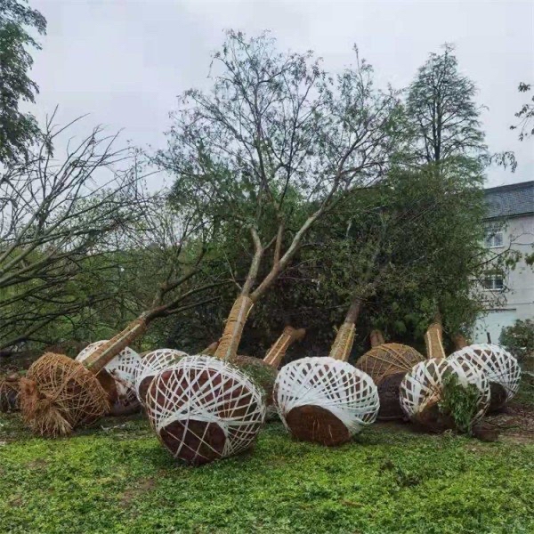 榔榆树价格—榔榆树多少钱—榔榆树最新报价表—榔榆价格—榔榆