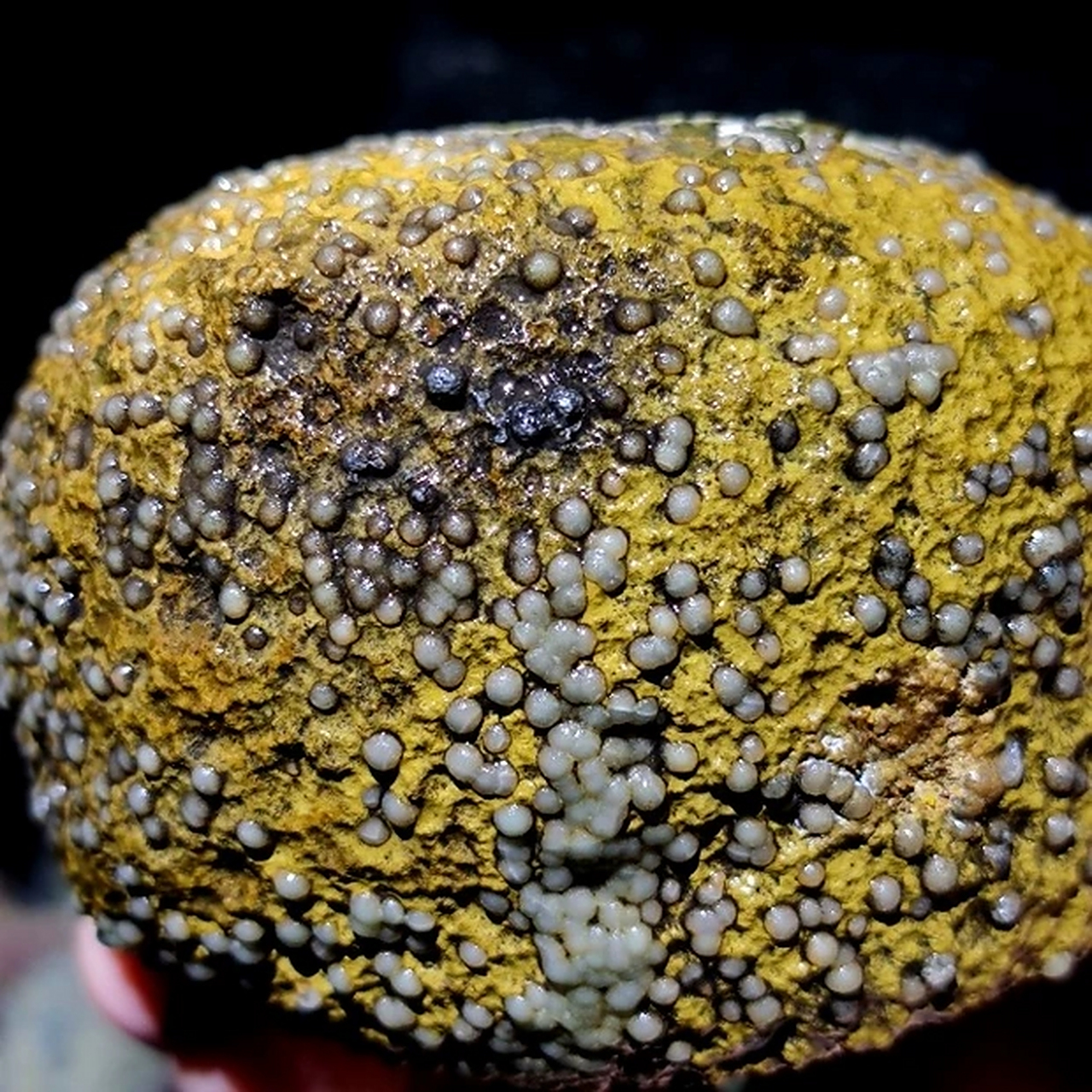 满身鱼籽的战国红玛瑙原石奇石,这是要创造小生命啊节奏吗?