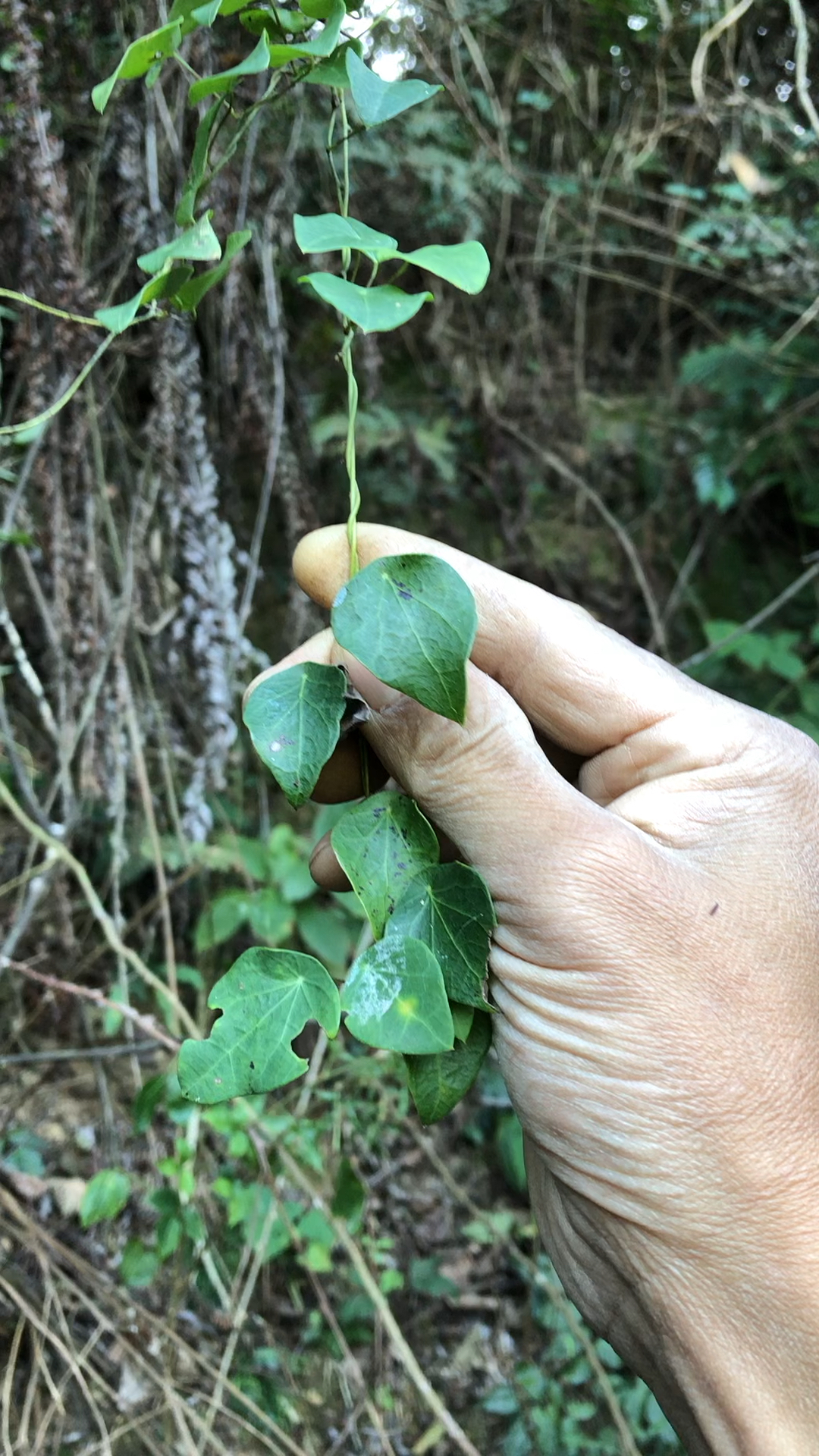 难得找到小叶子的轮环藤