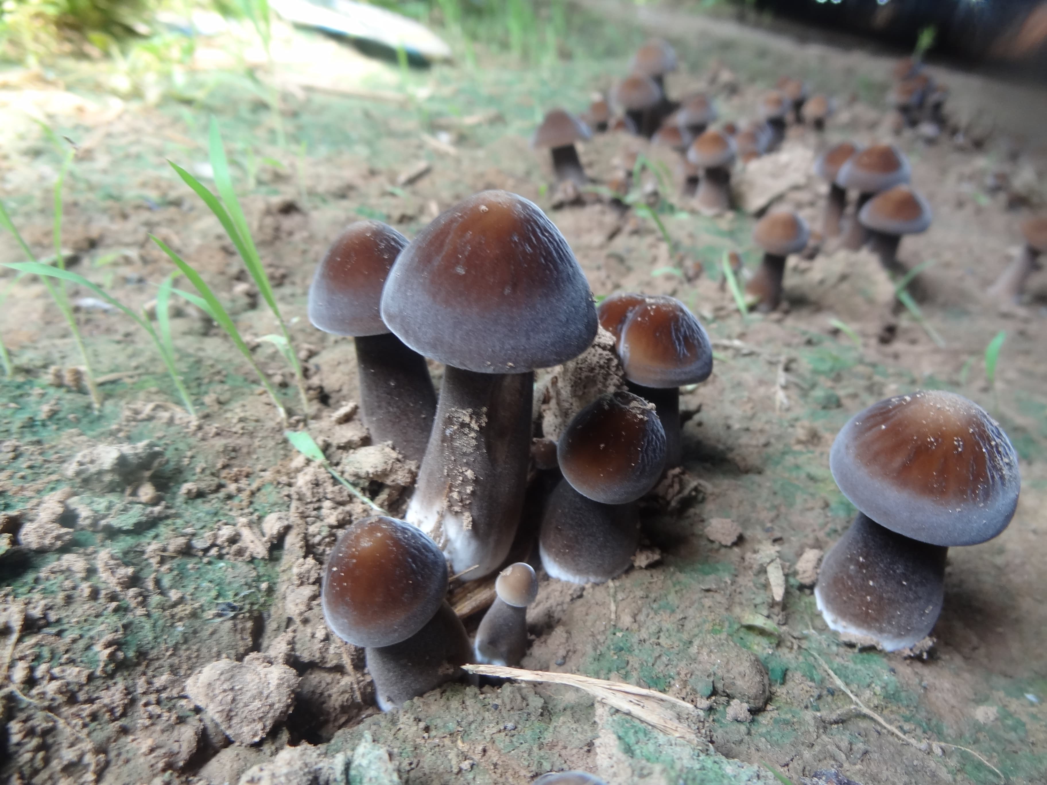 鸡枞菌价格暴涨10倍背后是什么原因?