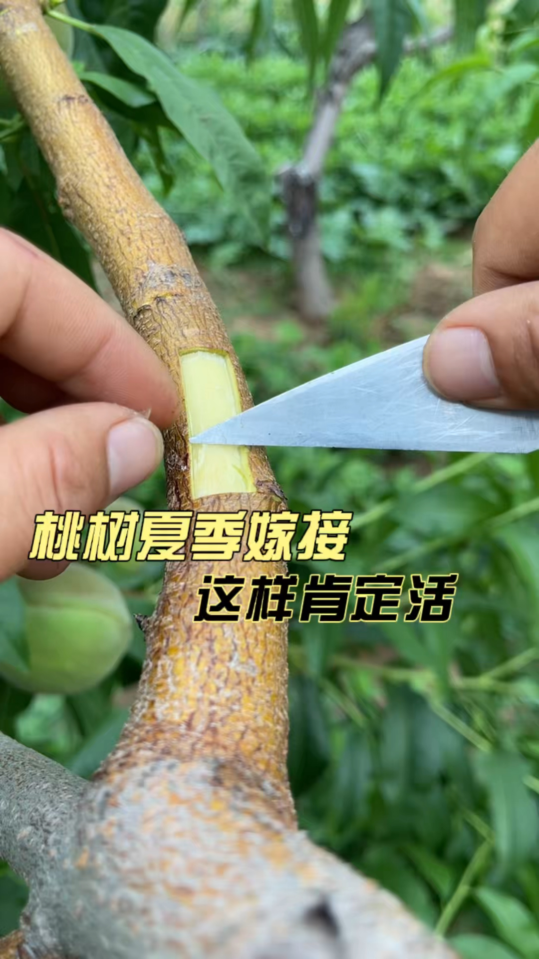 桃树夏季嫁接方法分享,这样嫁接肯定可以成活