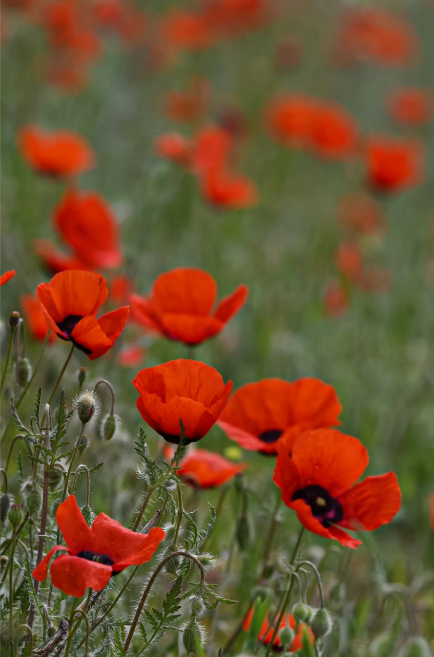 黑环罂粟 papaverpavoninum罂粟科 罂粟属 .