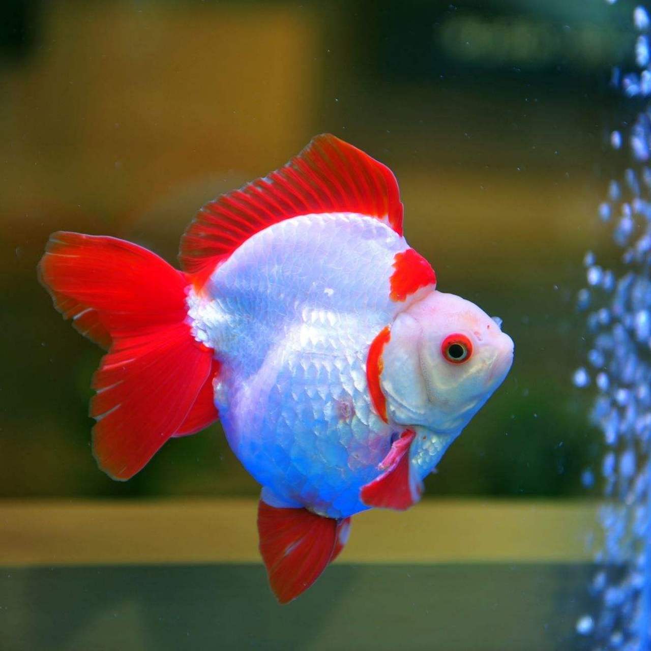 鎏金金鱼,体型短而圆,眼球正常,头尖,各鳍发达,四开大尾#观赏鱼