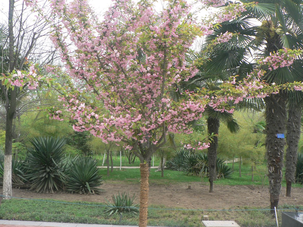 宝鸡植物园重瓣垂丝海棠
