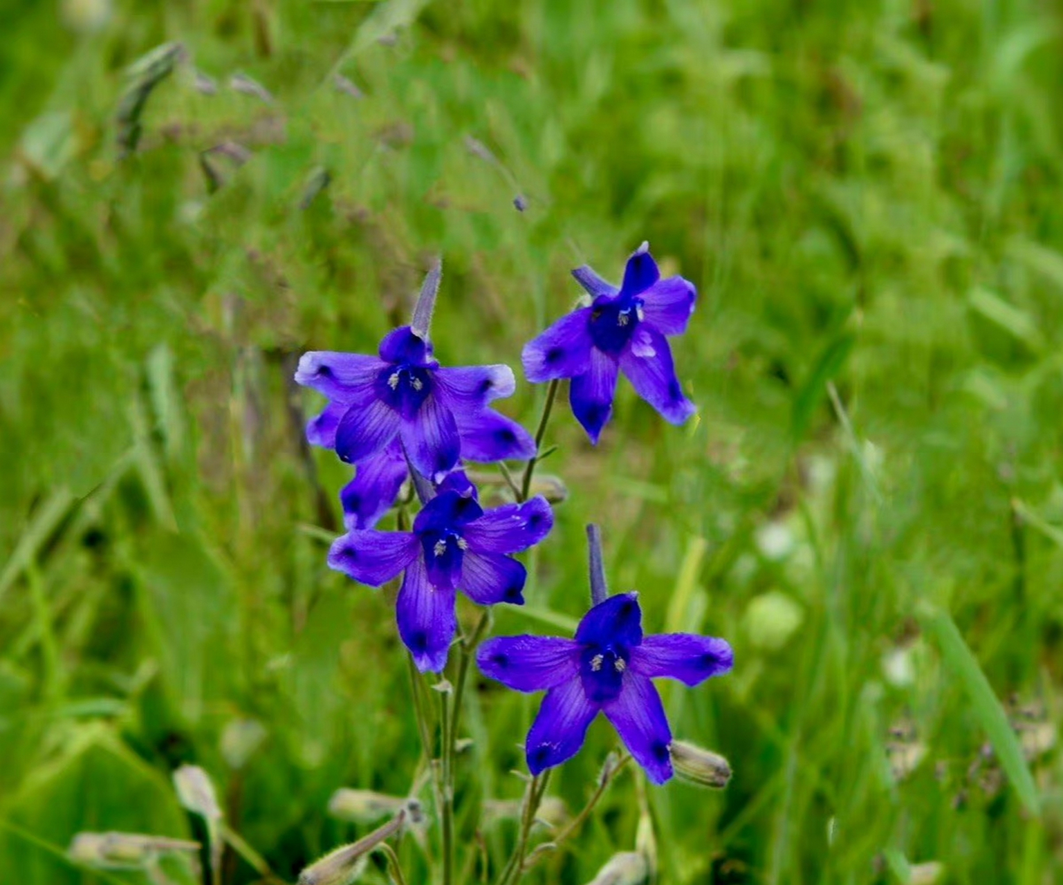 一花一语:翠雀草        翠雀花是高原上的蓝色精灵,一朵朵花型别致