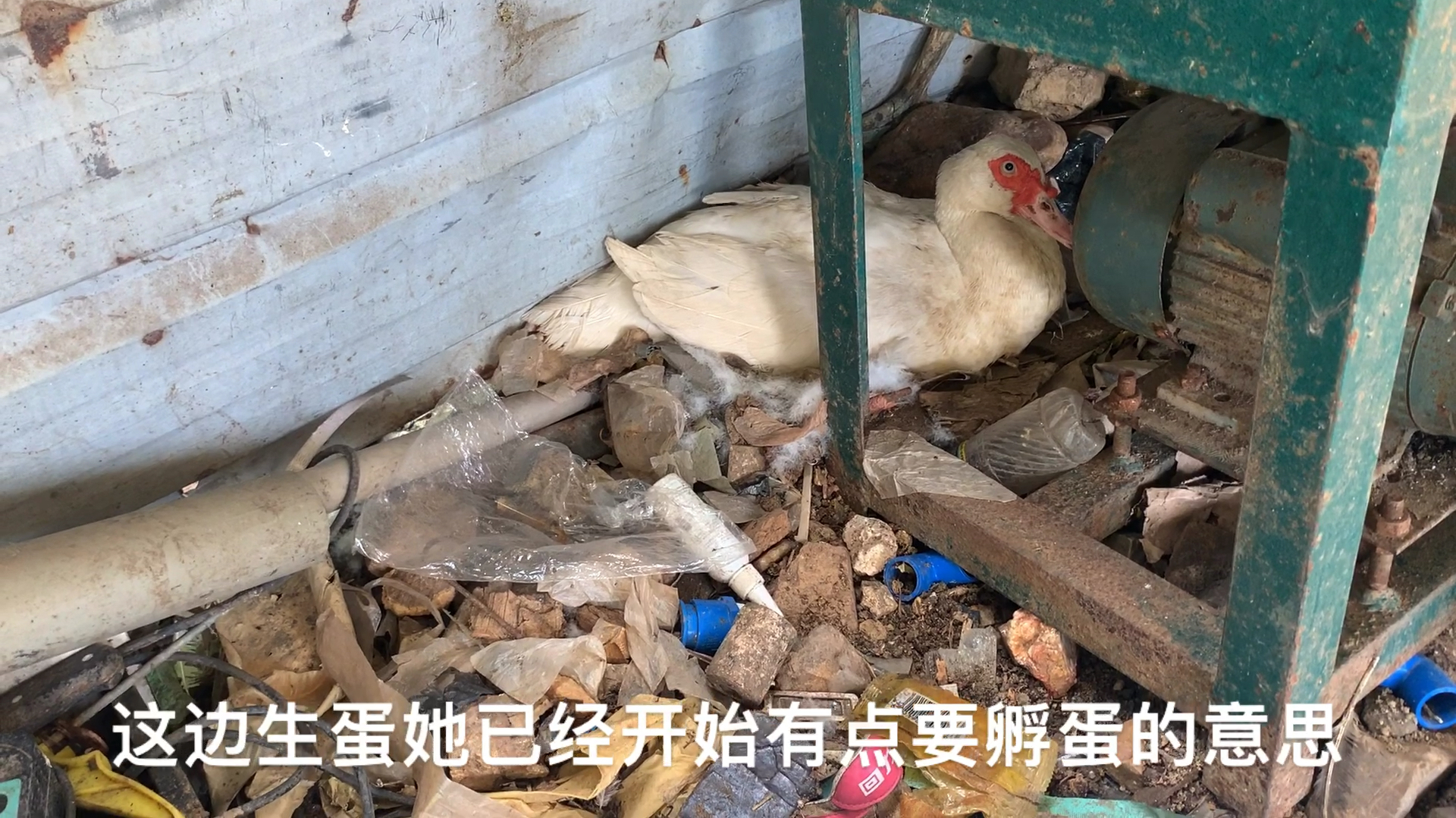 农村小伙养的番鸭又叫西洋鸭,竟然有动物园出高价想买去做鸳鸯鸭