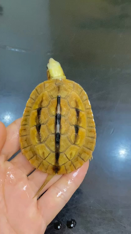 精美海南三线闭壳龟,今年的头苗,大克数,好养又易大!