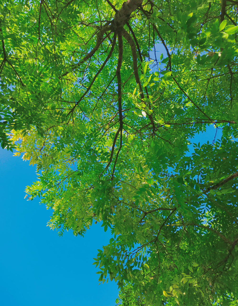 996_1280竖版 竖屏