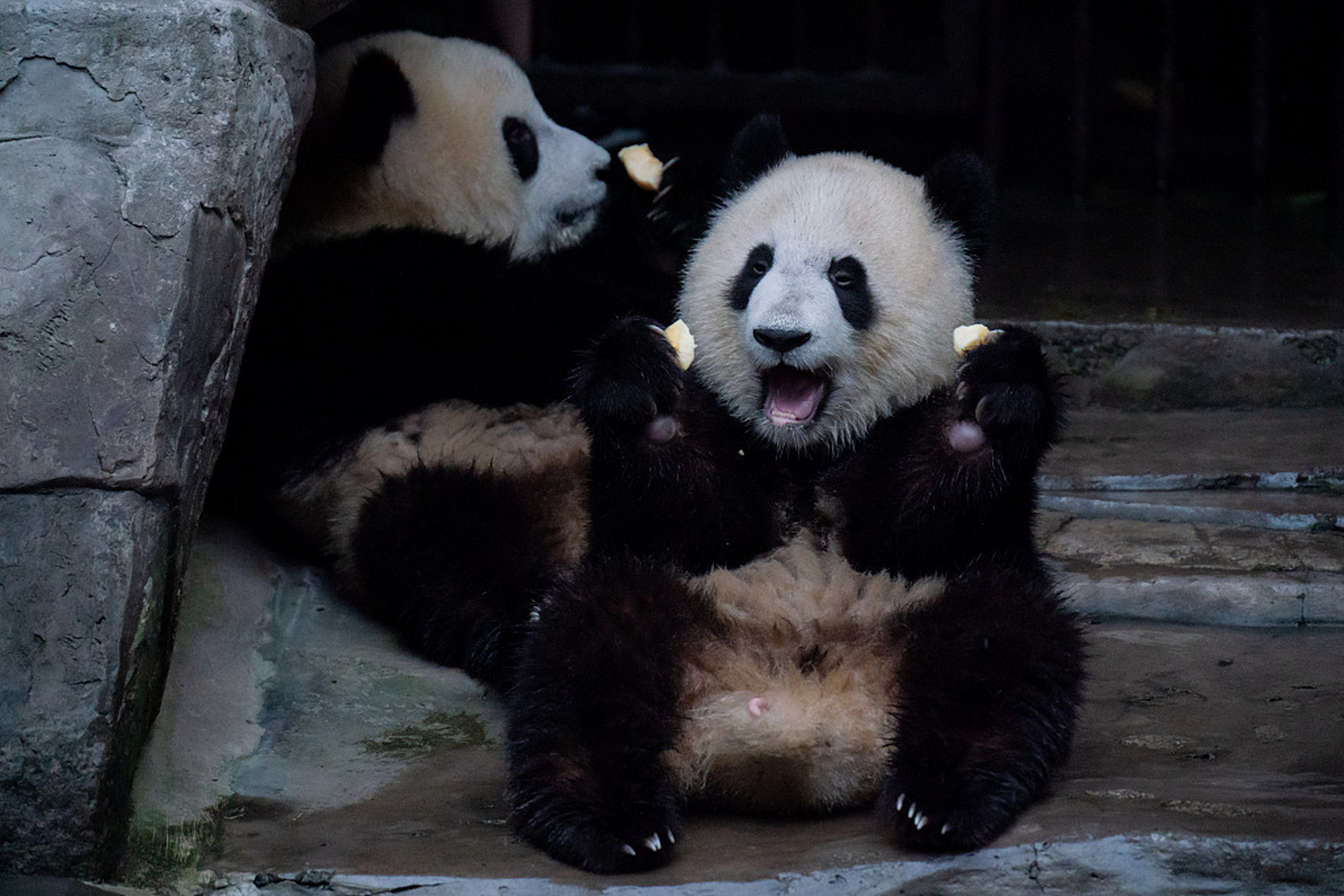 近日,在重庆动物园.