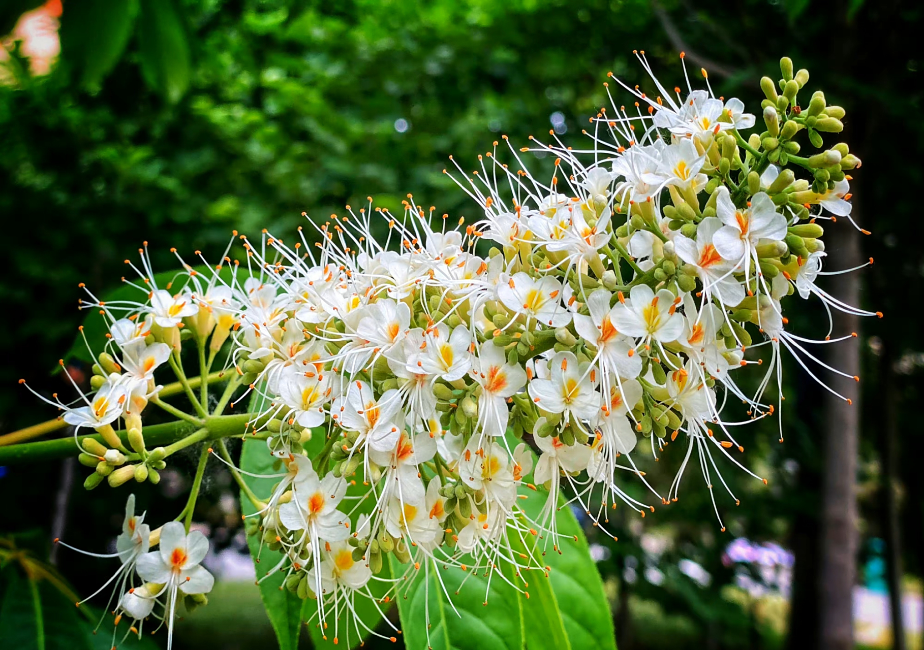 娑罗树  又名七叶树,与无忧树,菩提树同为"佛国三宝树".