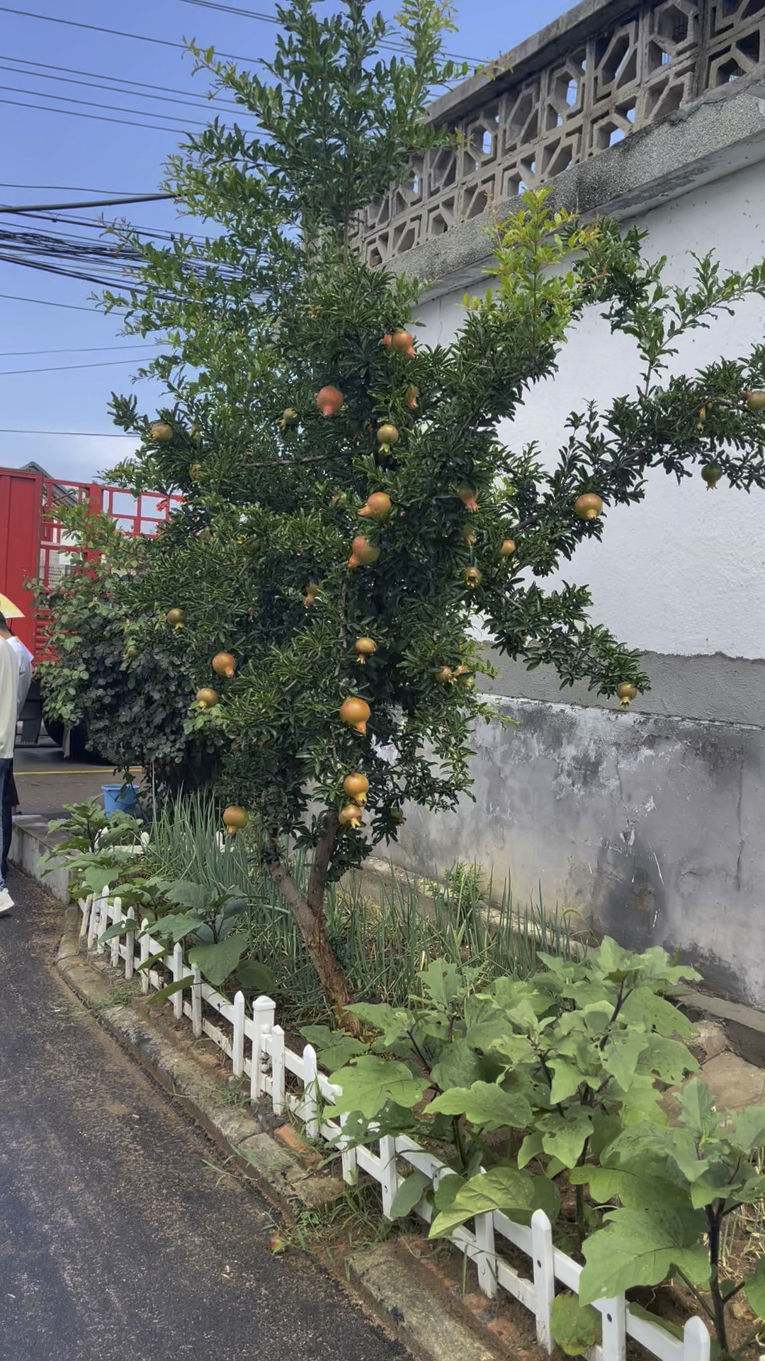 蒙阳红石榴长什么样?