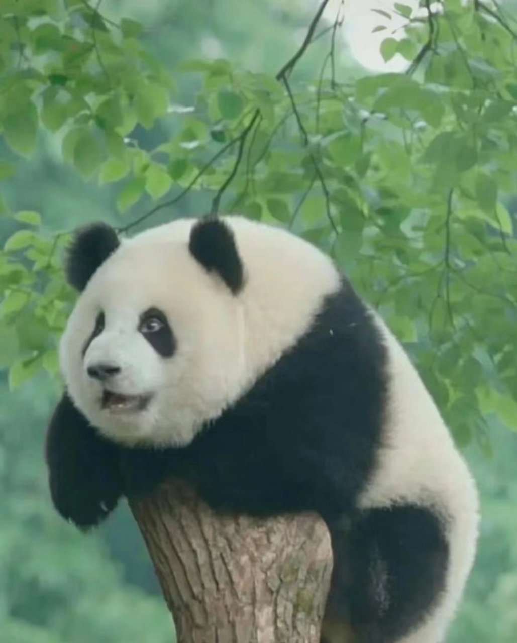 猪圆润玉!  这只猪长得可真像熊猫!  这才是圆滚滚是真的圆滚滚哦!