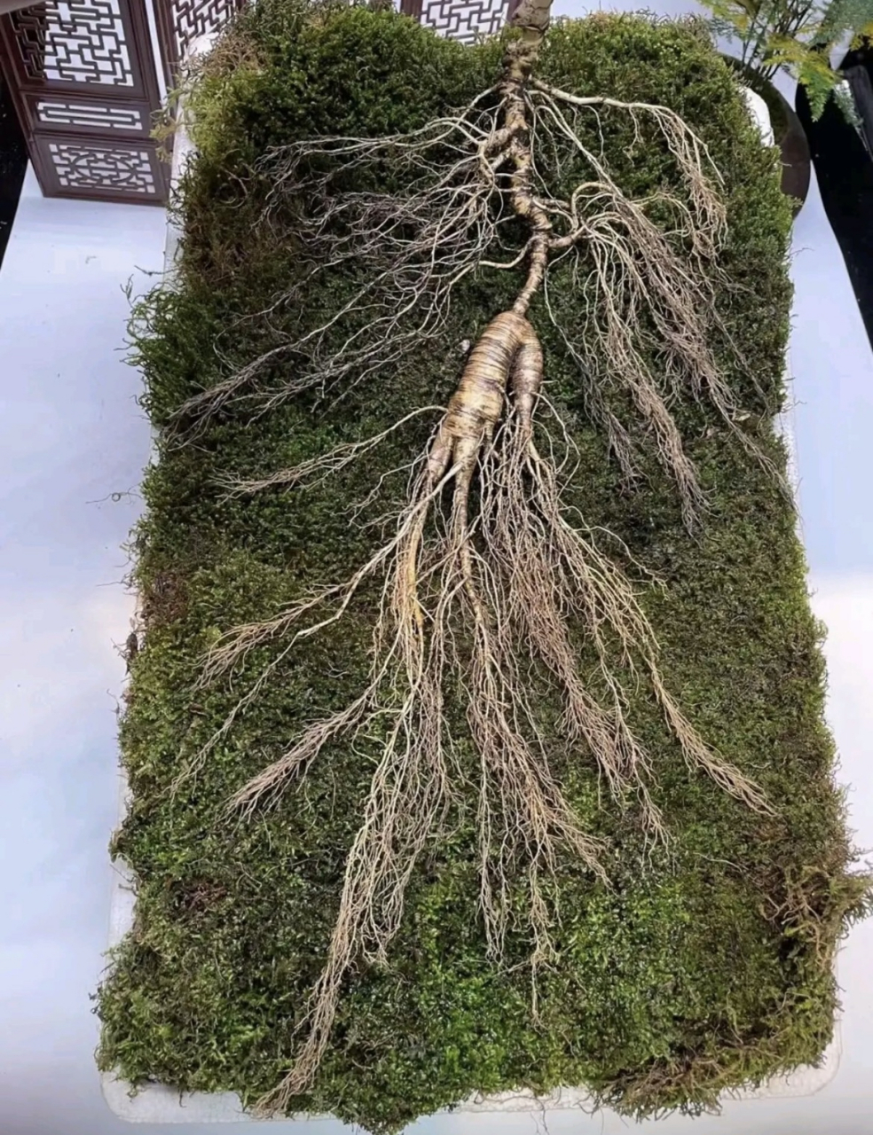 一位东北大哥朋友圈晒的刚出的百年老山参