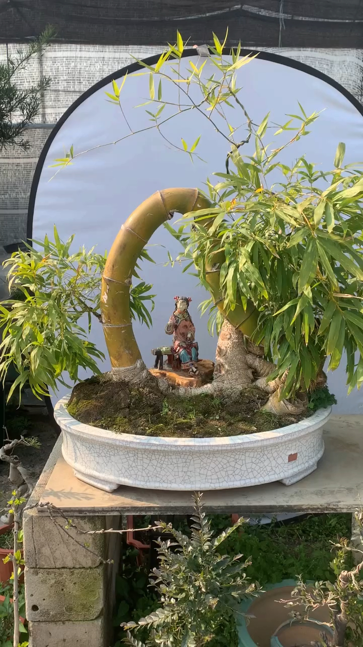 分享一棵簕竹盆景作品欣赏一下-度小视