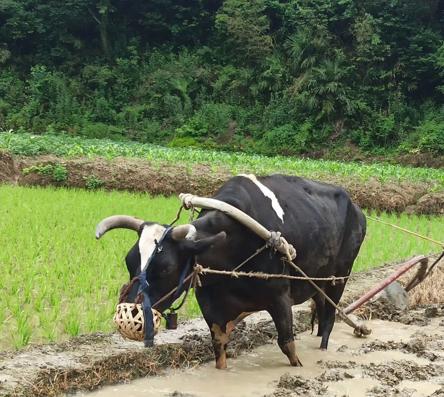 拉牛犁田可是个技术活,即便你有c照,估计也这也驾不了.#趣图搞笑