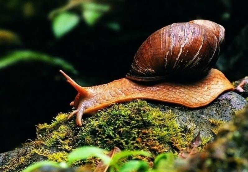 蜗牛种类有哪些?