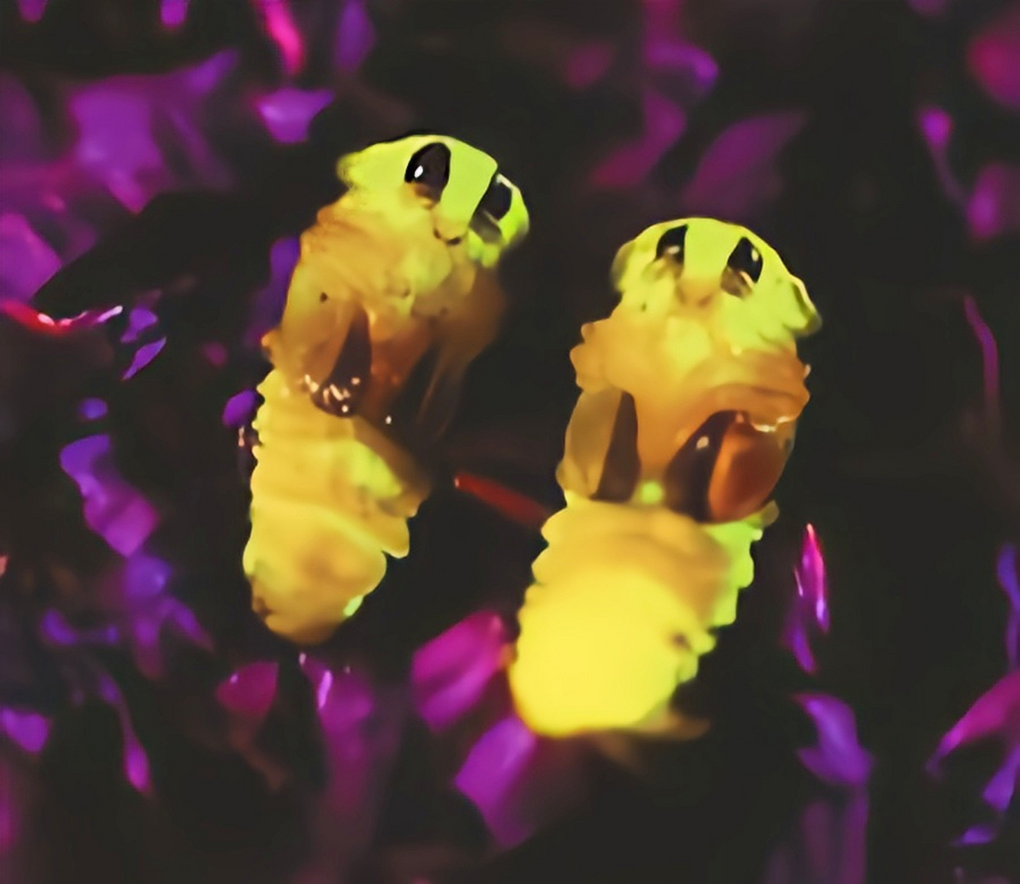 大端黑萤是一种常见的萤火虫.成虫体长1.1-1.4厘米.