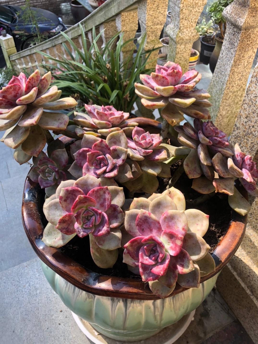 紫色系多肉紫珍珠和紫乐都很美,要是只能养在室内,紫珍珠是首选