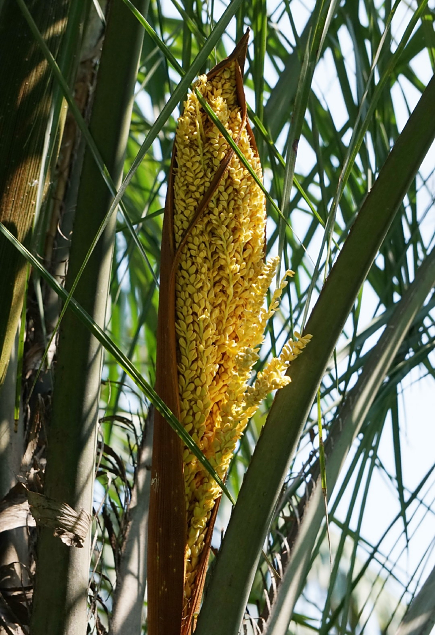 毛西雅椰子 syagrus coronata, 棕榈科女王椰子属.