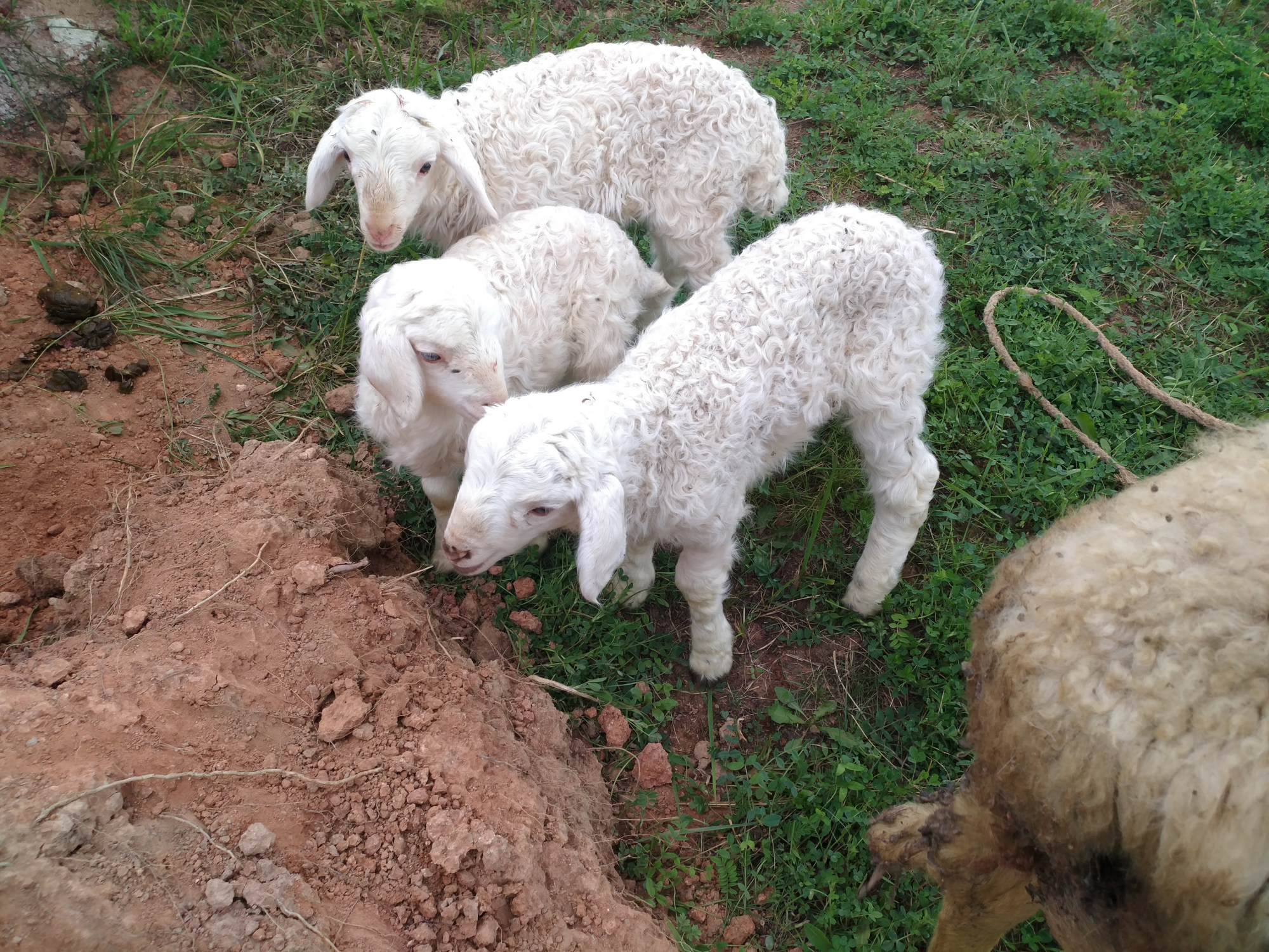 不想打工了,想养20只小尾寒羊,在家可以当职业吗?