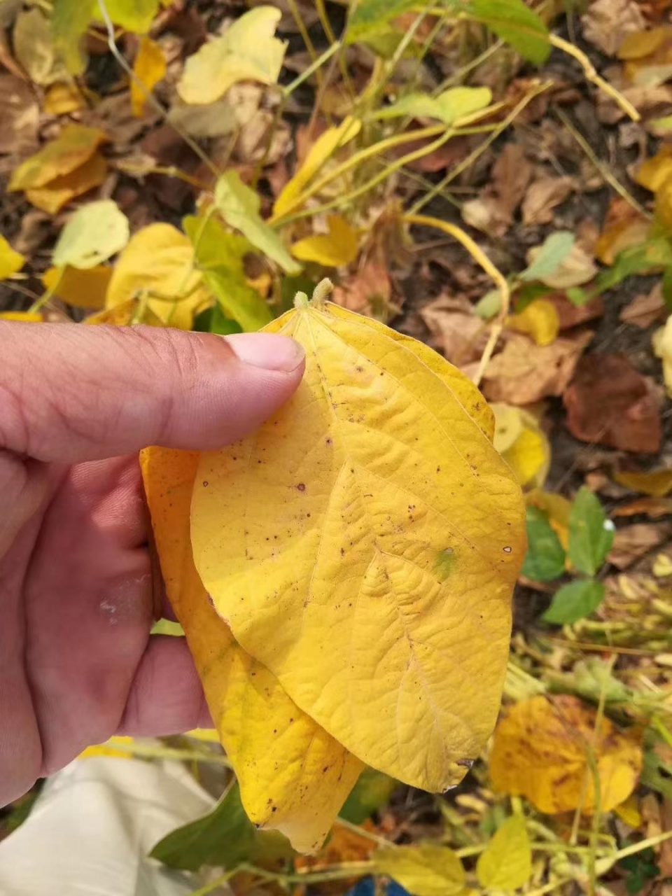 我问人家采这黄豆叶干什么?