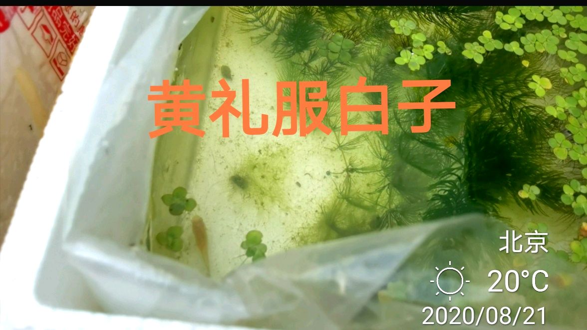 不服气养不住便宜孔雀鱼,八月八又收了六对黄礼服白子,得两窝