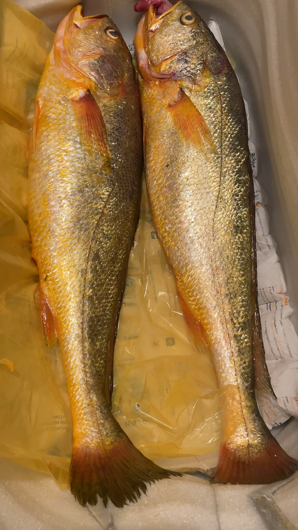 正宗东海野生大黄鱼,宁波人最认可黄鱼,东海1591海域捕捞,肉质口感那
