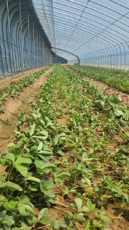 大叶红颜草莓苗生产苗