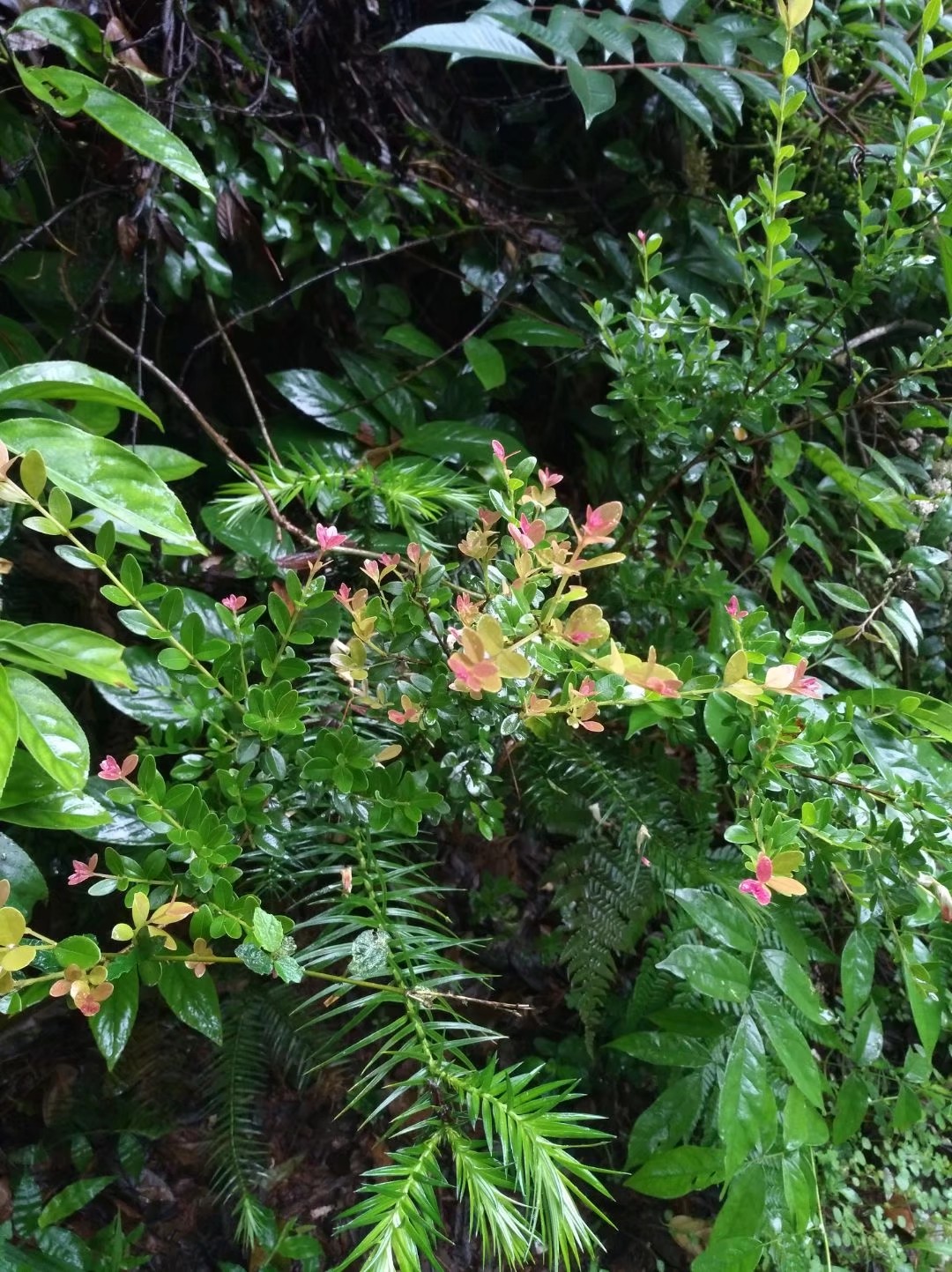 红芽赤楠开花啥样图片