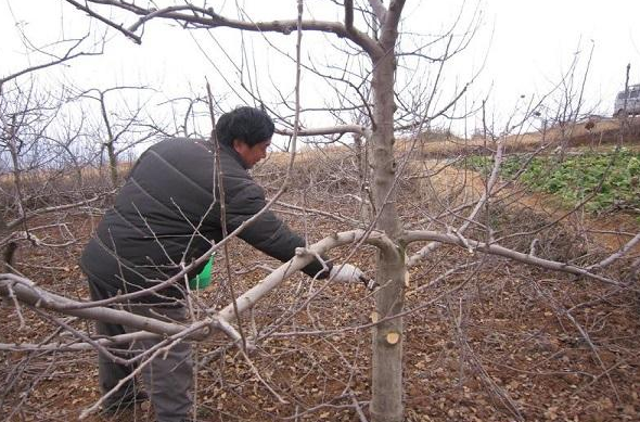 柿子树的冬季管理和修剪方法介绍