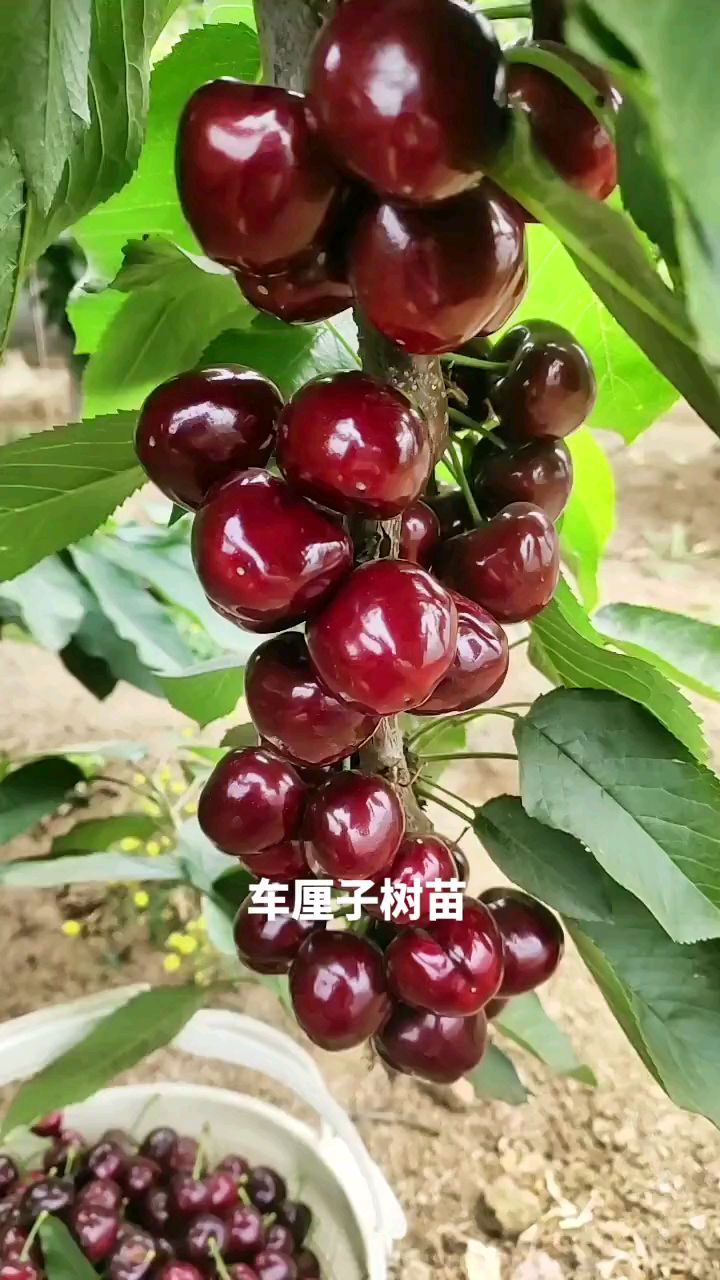 结果成串的车厘子大樱桃树,哪里有大樱桃树苗卖,树苗价格