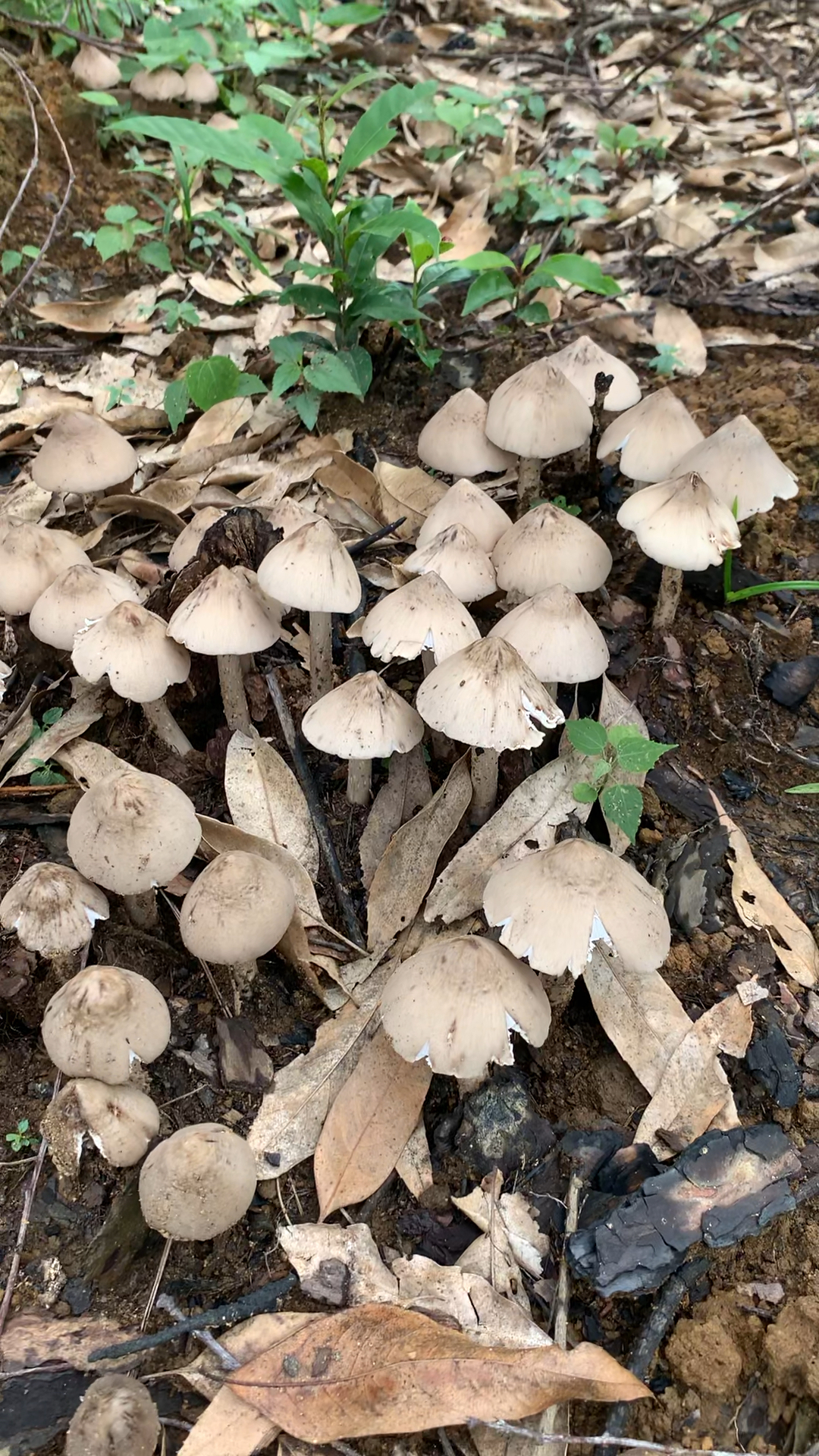 今年的第一窝鸡枞菌,真是太漂亮了!