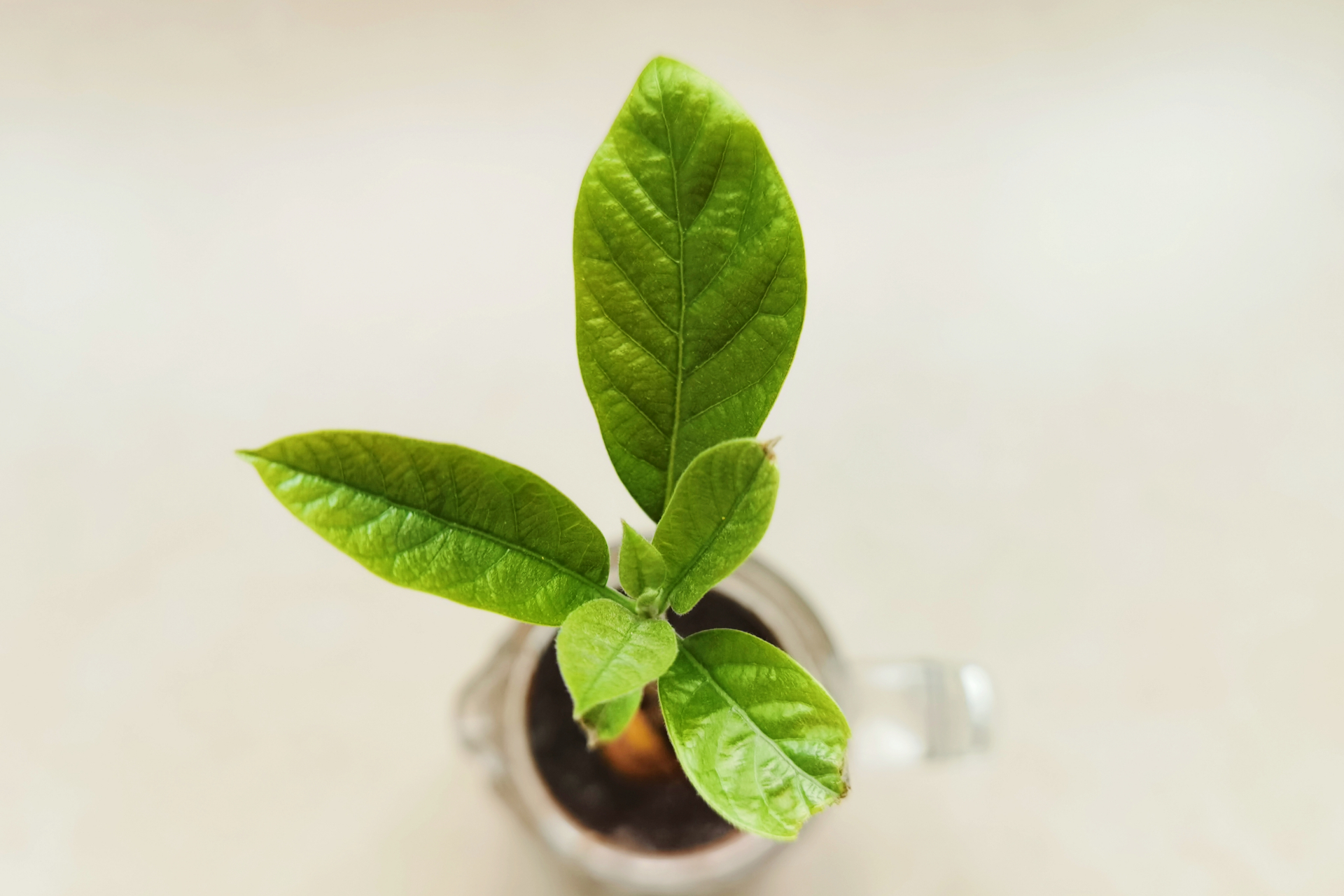 一天一天,小幼苗从二片到八片树叶,由淡绿到浅绿,逐渐长成了一株