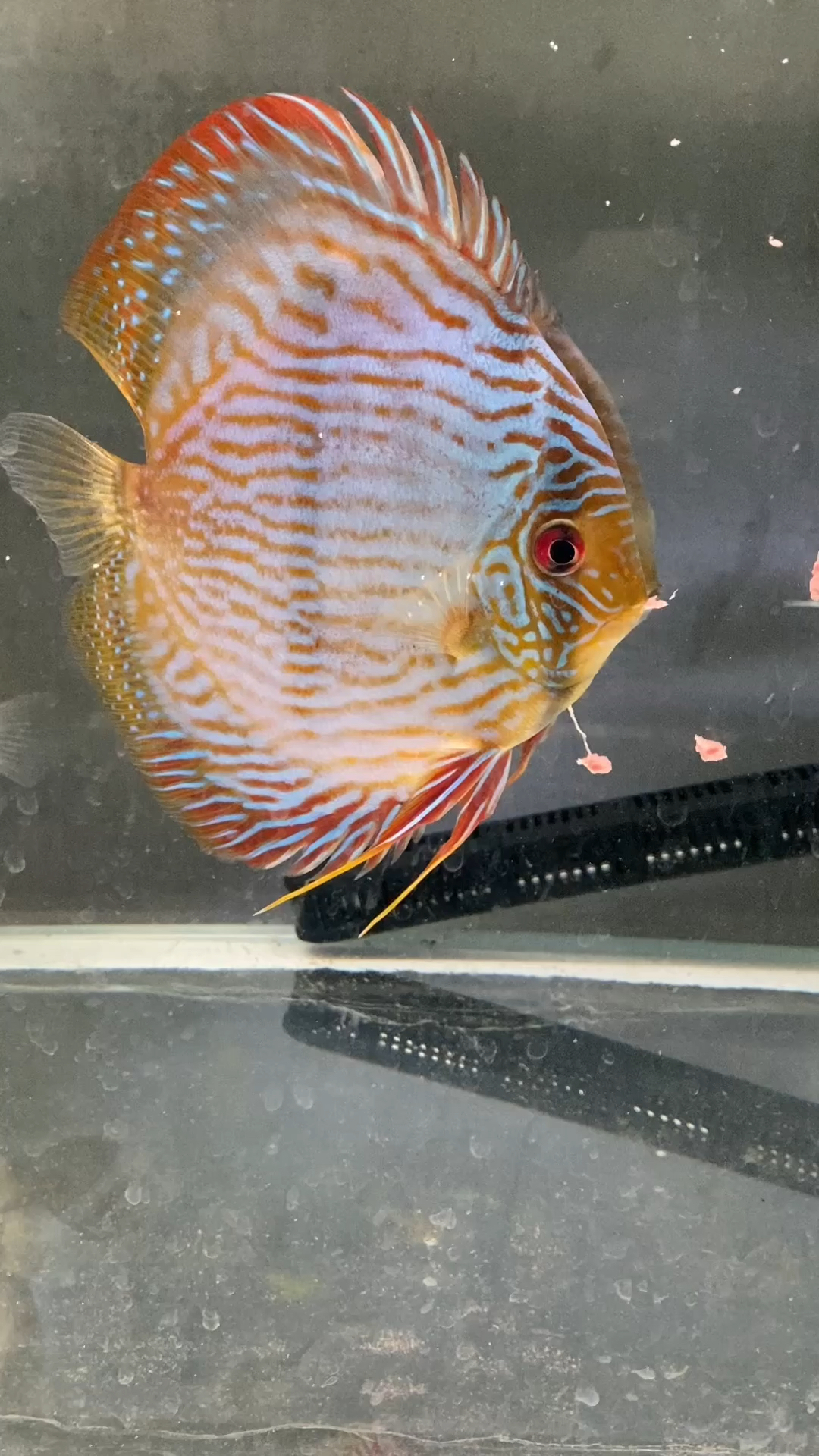 野彩黑格尔的蜕变黑格尔最需要耐心的鱼