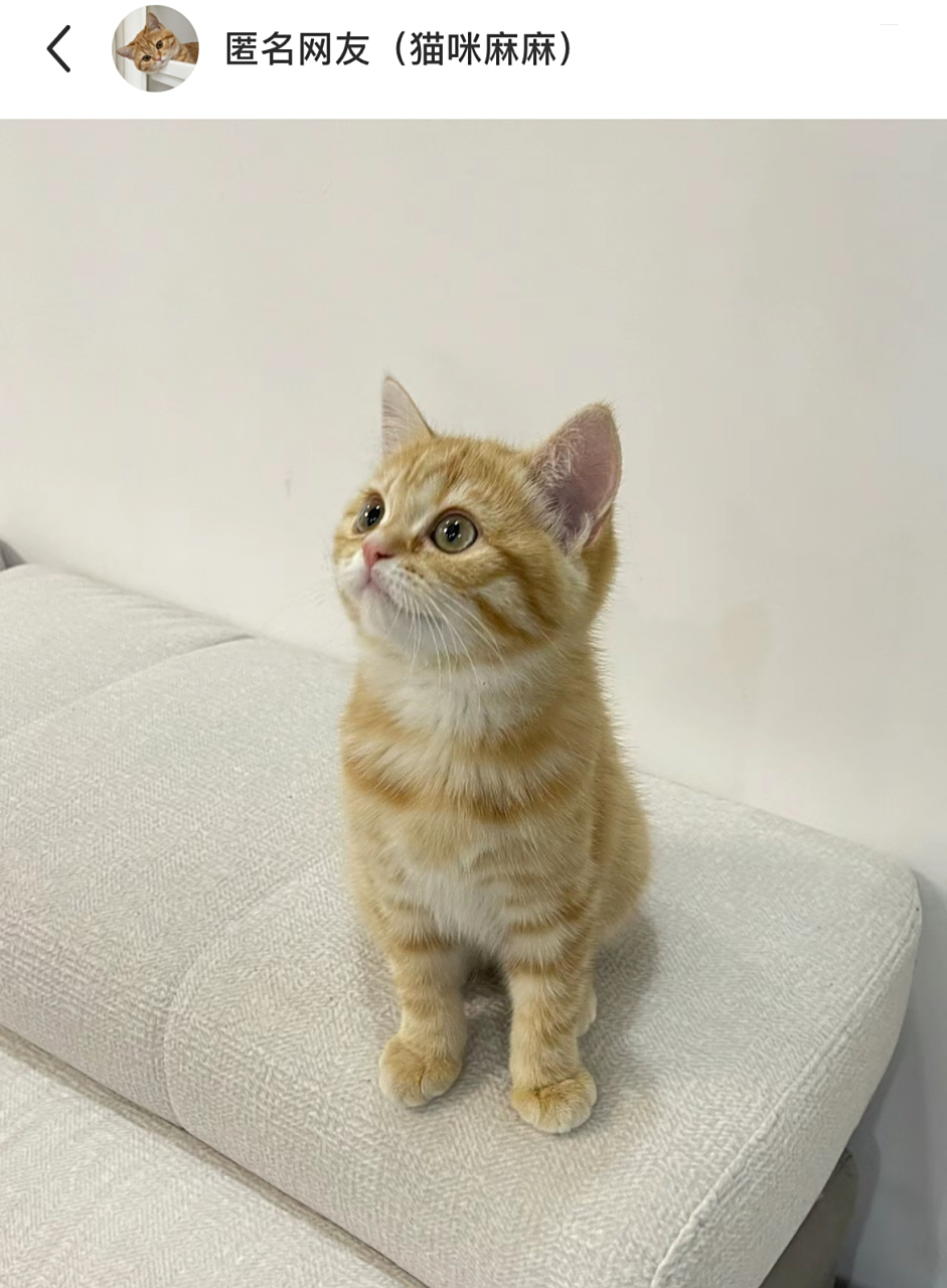 当小猫咪来家里一年时:这是我家,请你出去,还有不要随便指我,哈哈哈哈