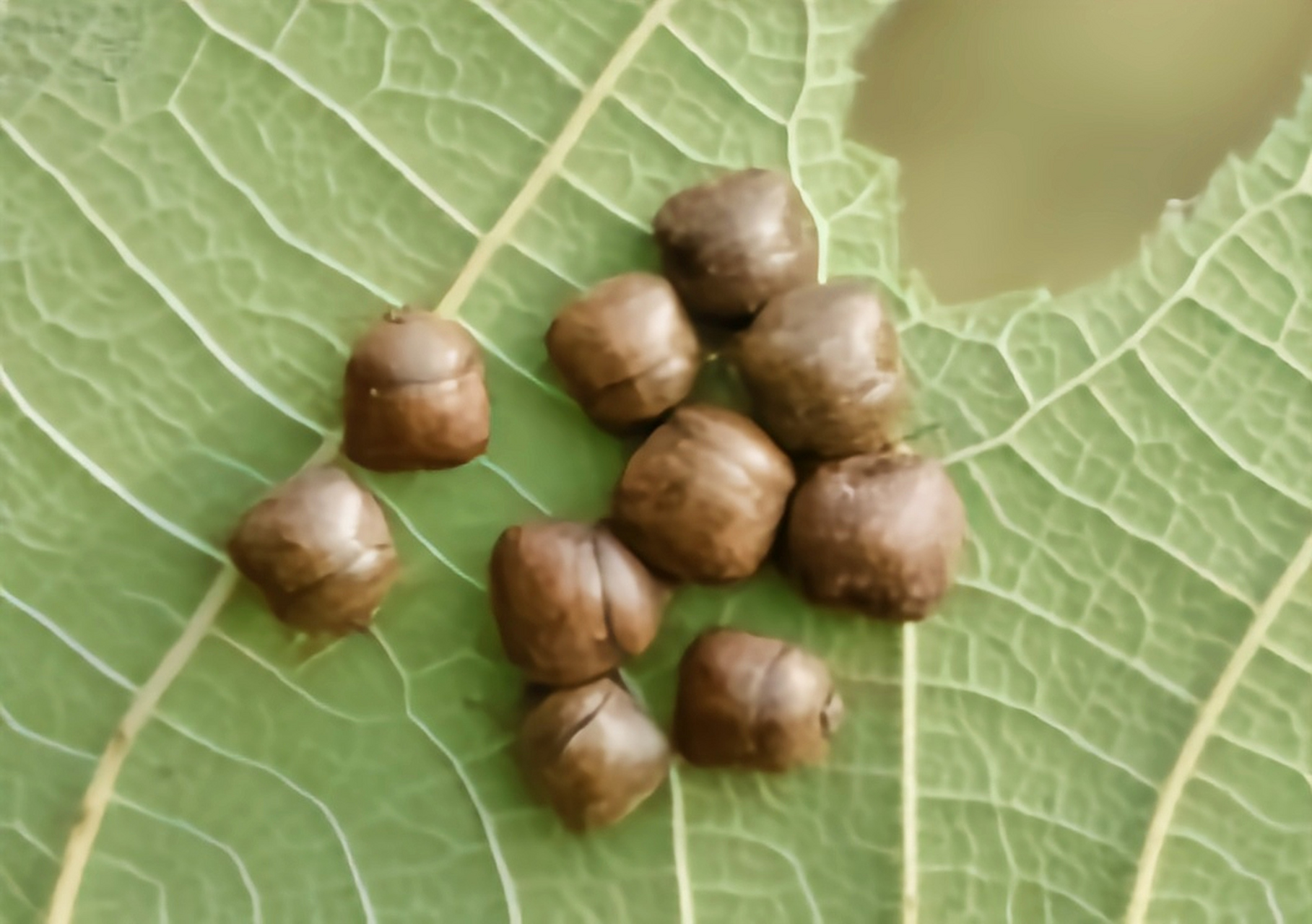 每天认识一种昆虫——豆龟蝽 豆龟蝽是半翅目,龟蝽科昆虫,分布于我国