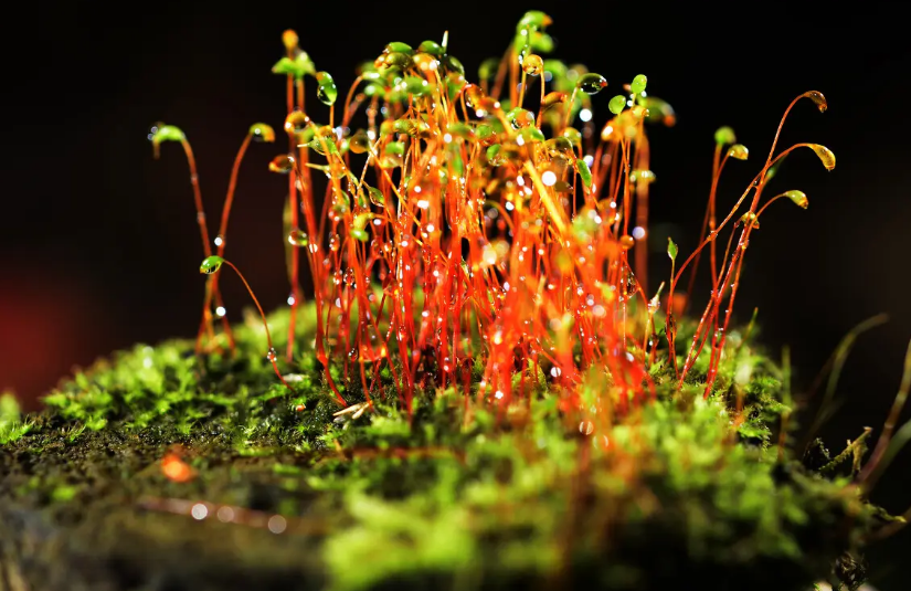 苔花什么时候开图片