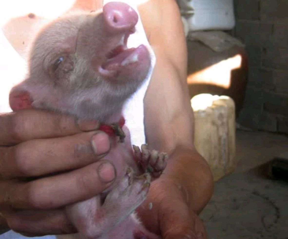 上海"猪生人手"真实事件,有图有真相,证实佛学因果轮回不虚