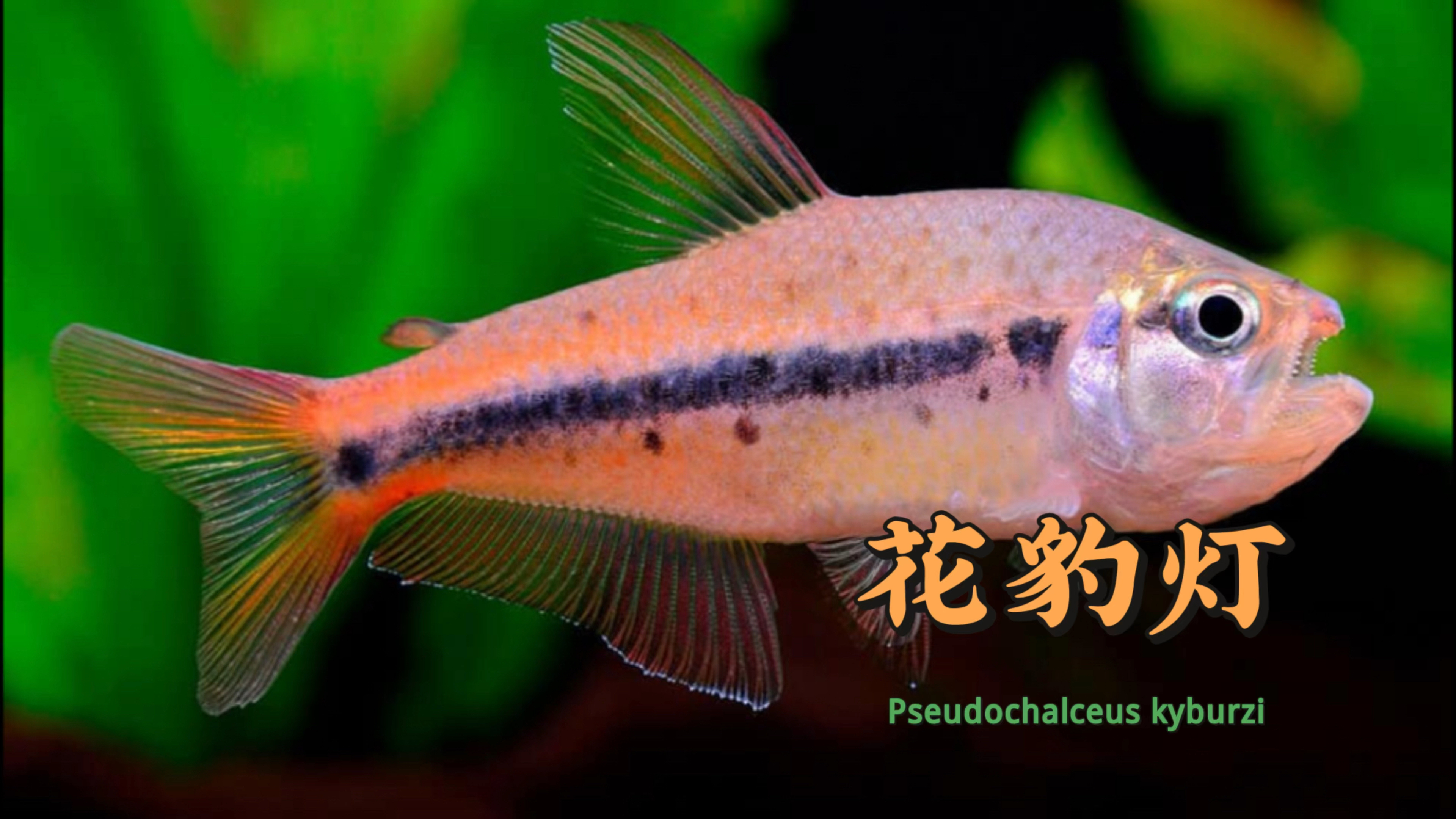 巨裂红唇热带鱼花豹灯