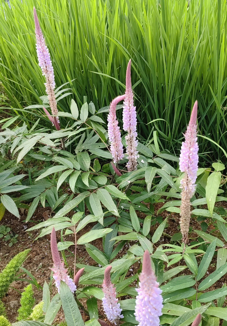 美花狸尾豆:又称美花兔尾草,花瓣蝶形紫粉色,根叶和全草药用,花如兔尾