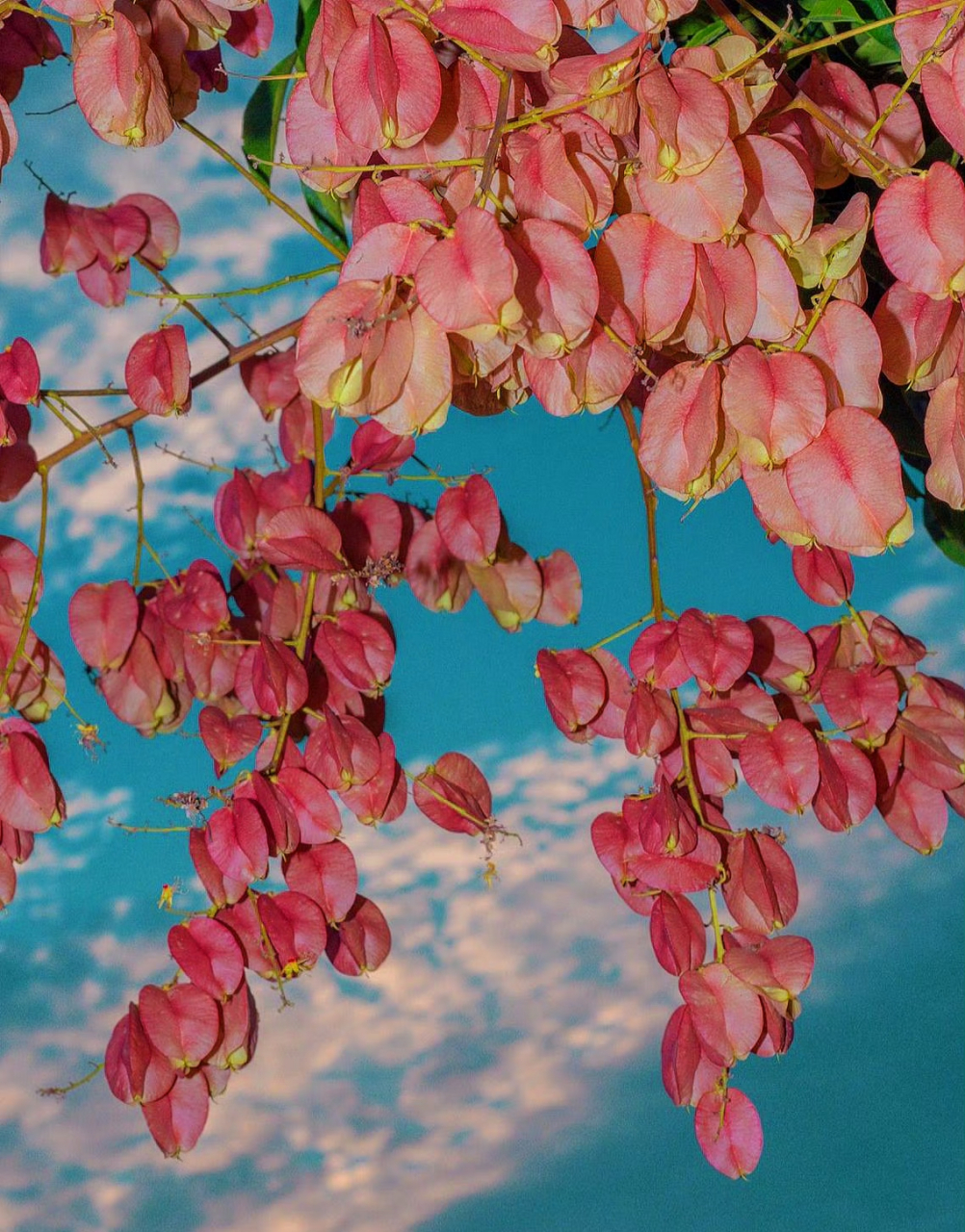 九月动态激励计划# " 莫怨九月花事少,秋在枝头栾树花 .